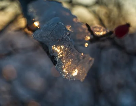 Ice layer at a tree while the sun reflects into it in thuringia Stock Photos