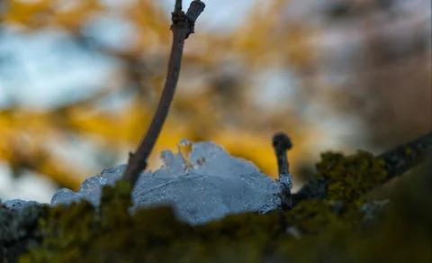 Ice layer at a tree while the sun reflects into it in thuringia Stock Photos