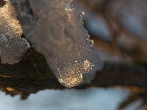 Ice layer at a tree while the sun reflects into it in thuringia Stock Photos