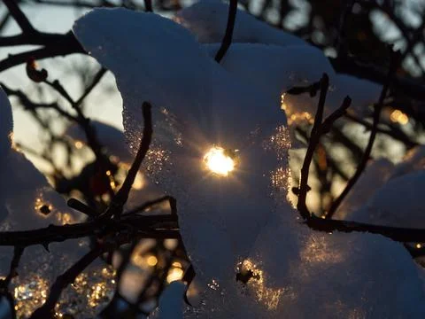 Ice layer at a tree while the sun reflects into it in thuringia Foto stock