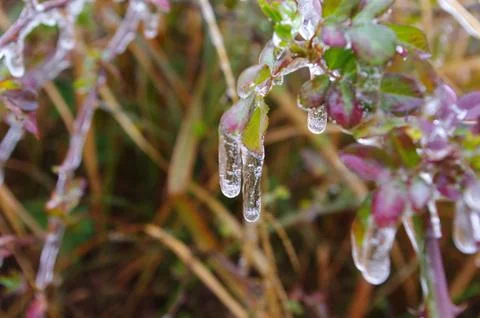 Ice on leaves Stock Photos