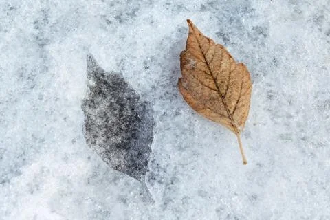 In the ice mark in the shape of a birch leaf. Stock Photos