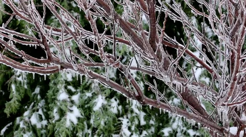 Ice Melting from Branch Stock Footage 58906360