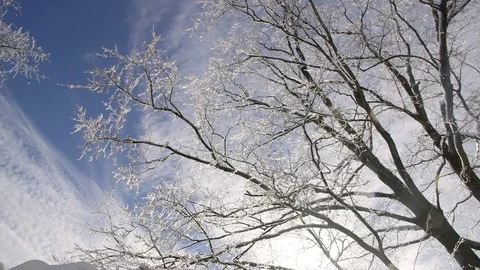 Ice melting from branches, moving clouds in background, pan left Stock Footage 71545045