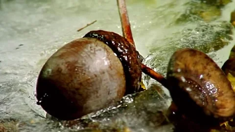 Ice Melting  Stock Footage 289726660