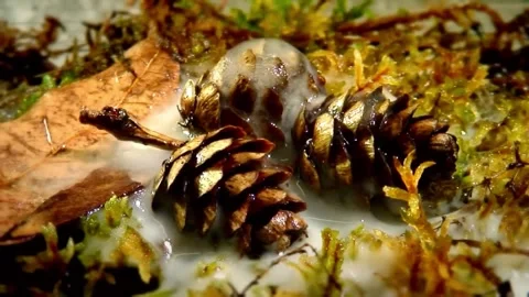 Ice Melting  Stock Footage 289726855