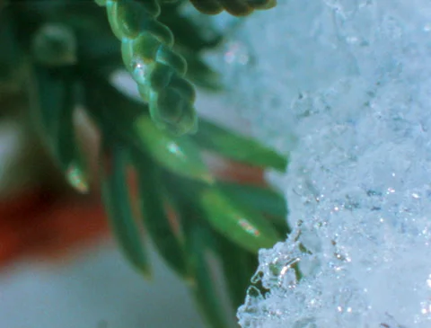 Ice melting on juniper needles, macro details of winter, time lapse (16mm) Stock Footage 259211783