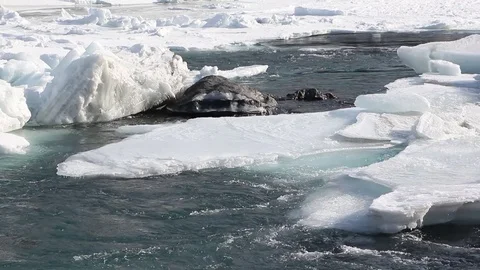 Ice melting on the river in the spring, Katun River, Altai, Russia Stock Footage 84785260