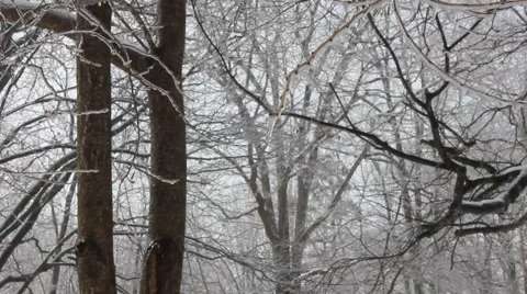 Ice melting from a tree branch Stock Footage 54317841