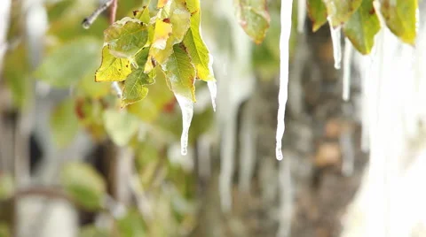 Ice melting tree leaves P HD 8039 Stock Footage 905318