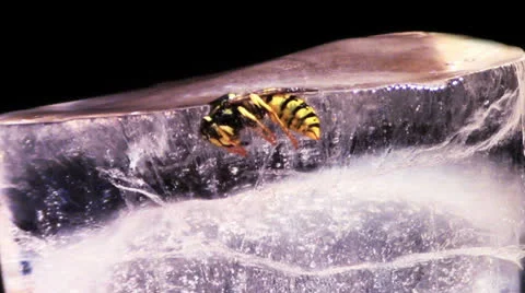 Ice Melting From a Yellow Jacket Stock Footage 26359953