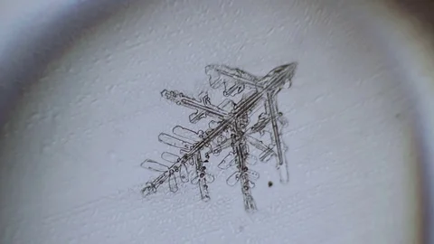 Ice melts branch Stock Footage 72776149