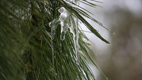 Ice melts on the pine needle in Siberian forest Stock Footage 269228047