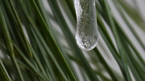 Ice melts on a pine needles. Water drop. Stock Footage 269227923