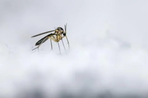 The Ice Mosquito Foto stock