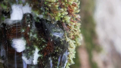 Ice Moss slow motion 1 Stock Footage 125885030