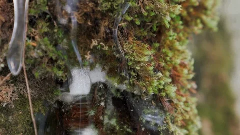 Ice Moss slow motion 2 Stock Footage 125884861