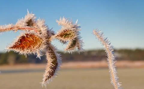Ice needles on leaves Stock Photos