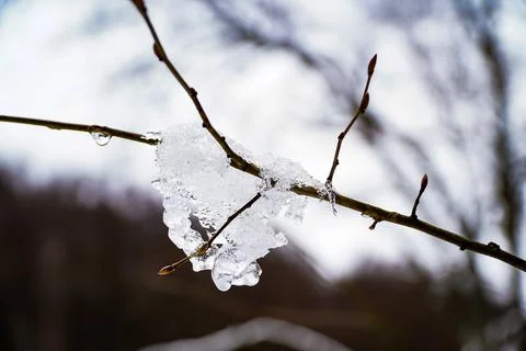 Ice pattern, melted snow on a branch, dripping ice , winter background Stock Photos