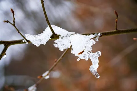 Ice pattern, melted snow on a branch, dripping ice , winter background Foto stock
