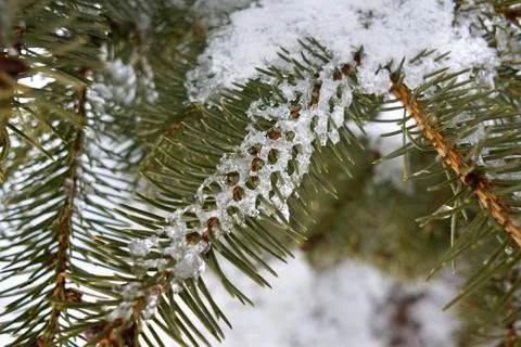 Ice pattern on the needles of a Christmas tree close-up Stock Photos