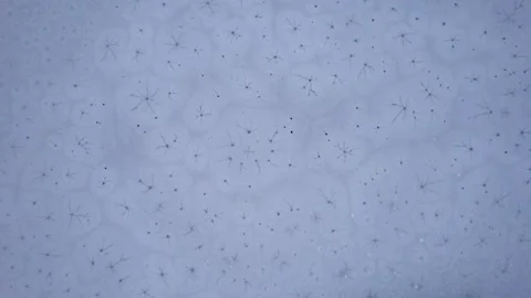 Ice patterns on the surface of a freezing lake 動画素材 224932266