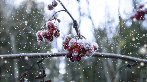 Ice Patterns On Winter Glass with snow and fruit branch Stock-Footage 57727668