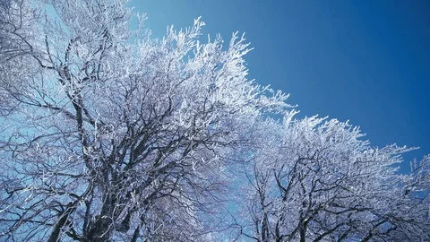 Ice pellets. Tree branches covered with ice crust Stock-Footage 87980350