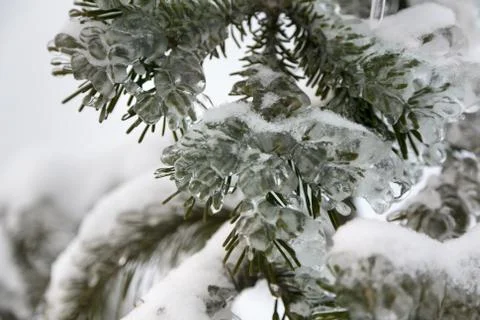 Ice on pine tree Stock Photos