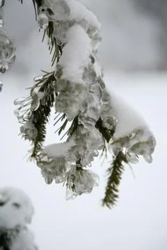 Ice on pine tree Stock Photos