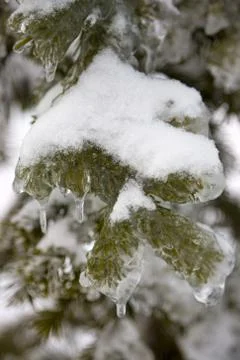 Ice on pine tree Stock Photos