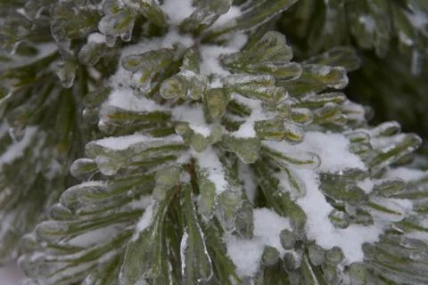 Ice on pine tree Stock Photos