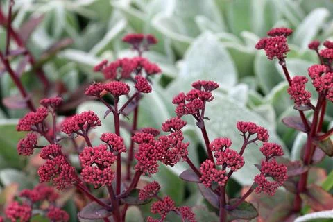 Ice plant flower buds in close up Foto stock