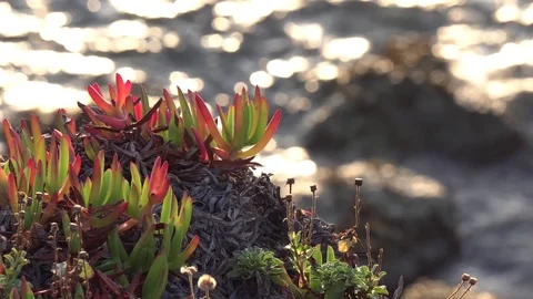 Ice Plant by Ocean Stock Footage 81263249