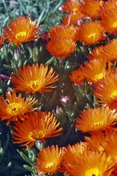 Ice plant Stock Photos