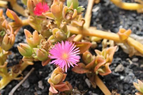 Ice plant Stock Photos