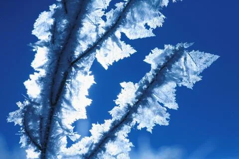 Ice plant Stock Photos