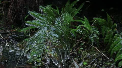 Ice plants 2 140112 Video stock 10610114