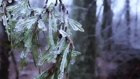 Ice on the plants Stock Footage 167743329