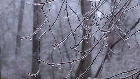 Ice on the plants. Winter in the forest. Cold Stock Footage 169513223