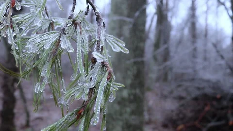 Ice on the plants. Winter in the forest. Spruce branches Video stock 169036152