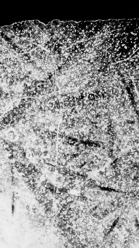 Ice Plate Melting Vertical Time Lapse Black and White Transition Stock Footage 337328311