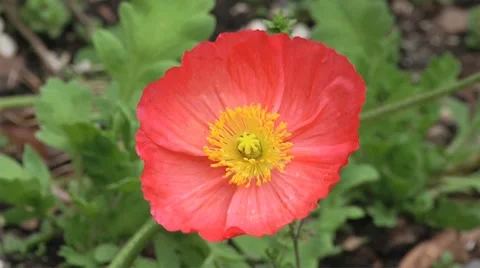 Ice Poppy Vídeo Stock 8778127