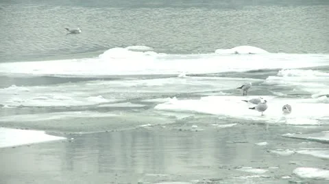 Ice on river, cracked ice float, birds on ice Stock Footage 10819698