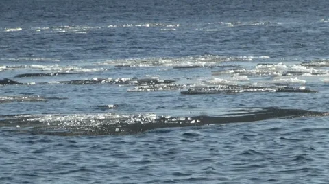 Ice on river Stock Footage 35342016