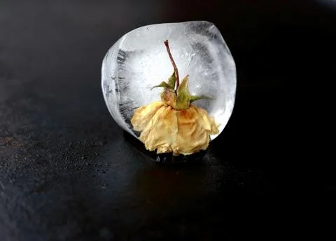 Ice with rose Stock Photos