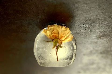 Ice &amp; rose Stock Photos