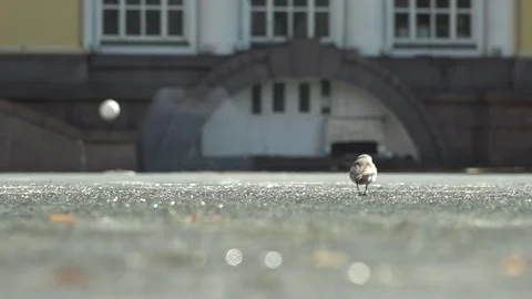 Ice runs a bird Video stock 74390091