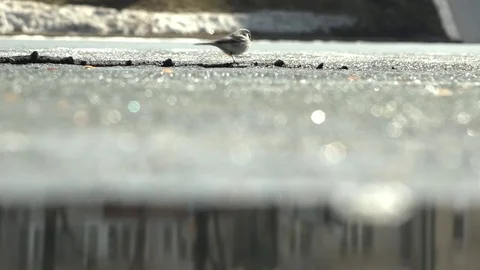 Ice runs a bird Vídeo Stock 74390119