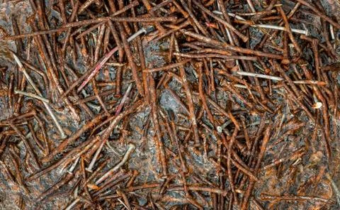Ice Rusty Nails Stock Photos